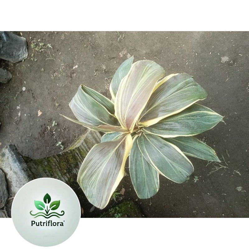 andong sultan/andong fariegata