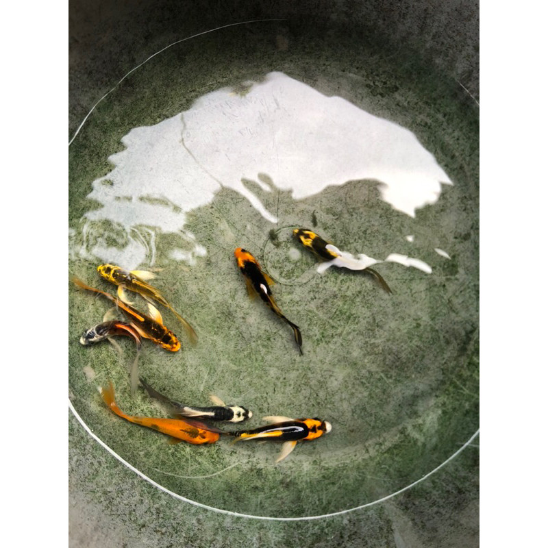artistikkkk BIBIT IKAN KOI METALYK SLAYER PAKET 5Ekor