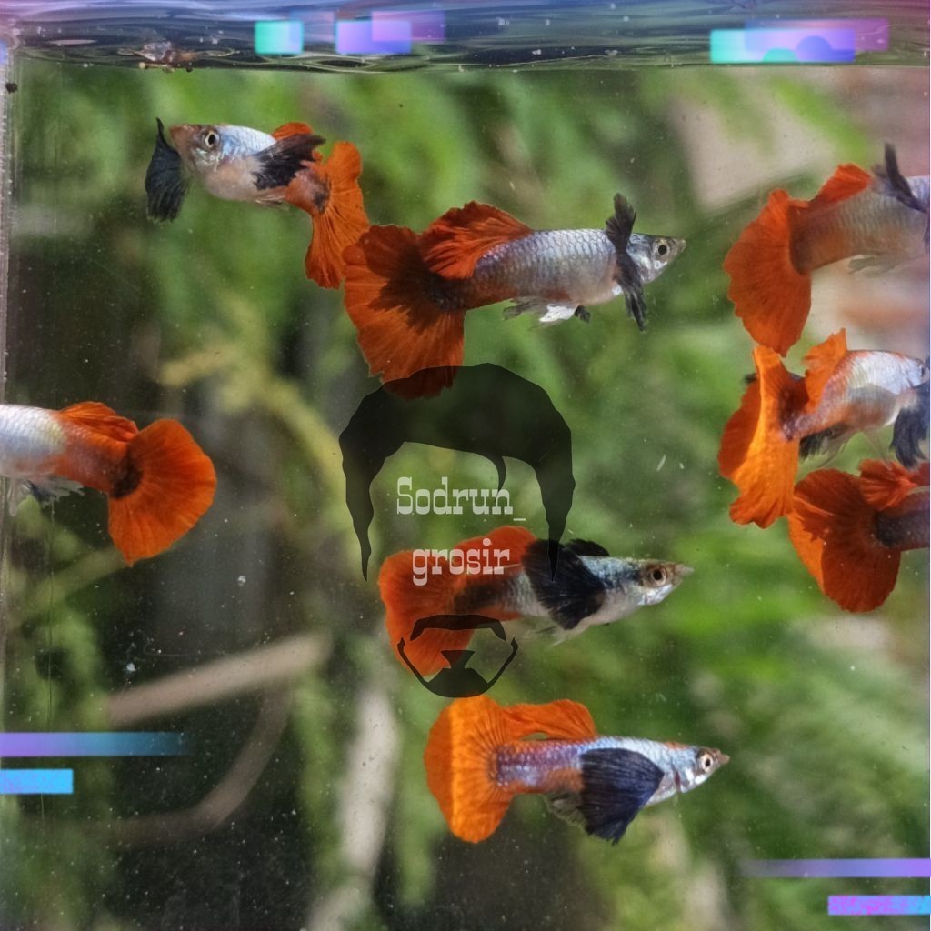 Hiasan aquarium TOP GRADE GUPPY PRTDE SEPASANG