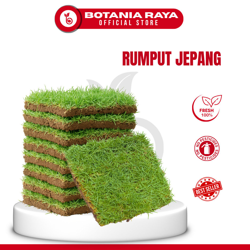 BOTANIA RAYA Rumput Jepang Hidup 20 x 20 Cm Rumput Hias Hijau Segar Untuk Taman / Kuburan / Makam