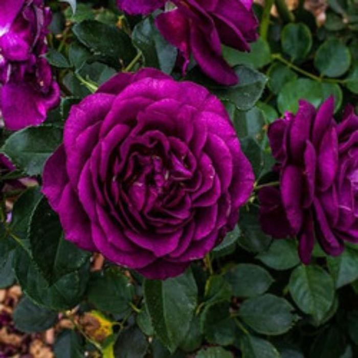 COD TANAMAN HIAS MAWAR HIDUP DARK PURPLE//MAWAR IMPOR HIDUP