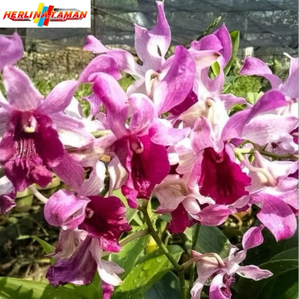 Anggrek Dendrobium DEWASA Inaraya Red terbaru