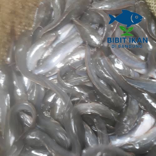 Bibit / benih ikan lele ukuran 12 - 13 cm per 500 ekor / bibit ikan di bandung khusus intsan / BIDB