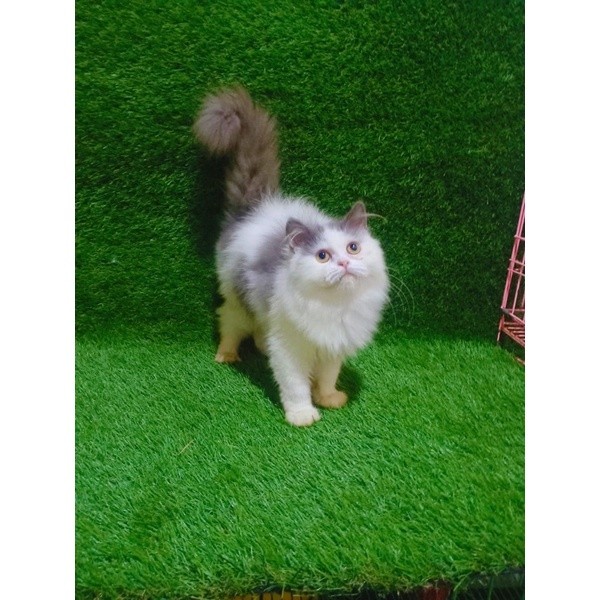 KUCING PERSIA ANAKAN KUCING PERSIA KITTEN PERSIA