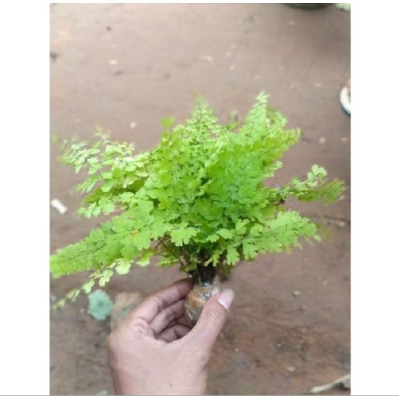 tanaman suplir/tanaman hias suplir/pot suplir(adiantum)