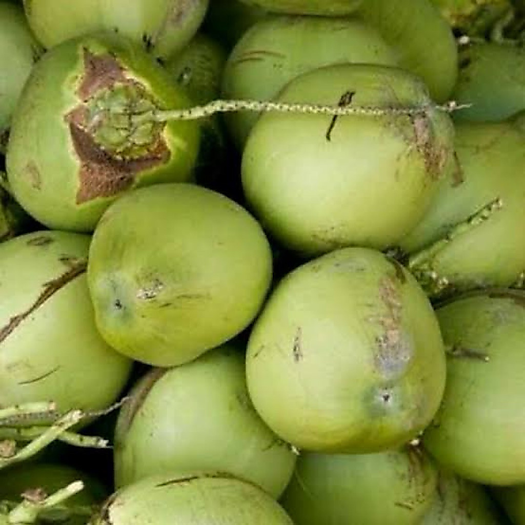 Degan ijo (KHUSUS INSTAN)