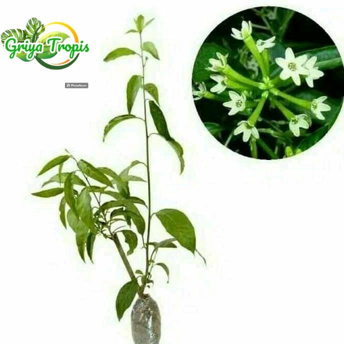 Tanaman Wangi / bibit tanaman Arum dalu