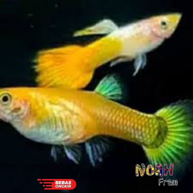 sepasang gupi guppy micarif yellow mikarif micariff kuning
