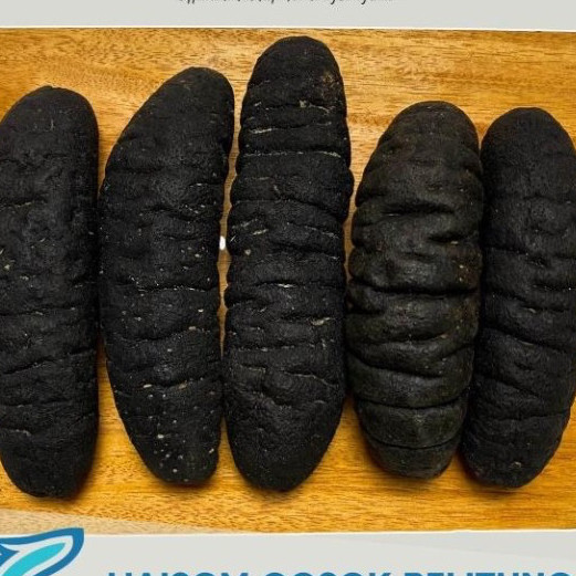 

PER EKOR Haisom Hoisom Tripang Belitung / Teripang / Mentimun Laut Gosok Bangka Belitung PER EKOR