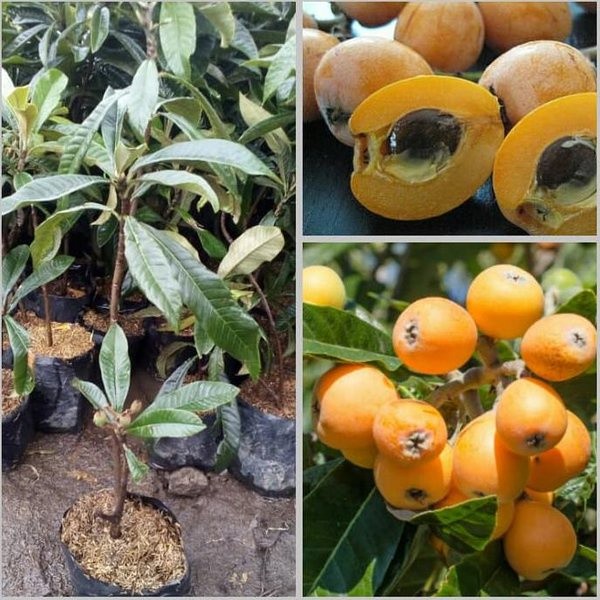 BUAH LECI BIWA - Bibit Tanaman Buah Leci Loquat - Bibit Pohon Leci Biwa Kuning