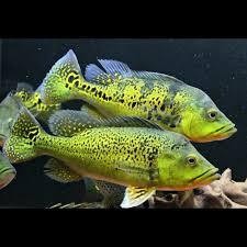 Hiasan Aquarium Pbass Kelberi 3-4 Hiasan