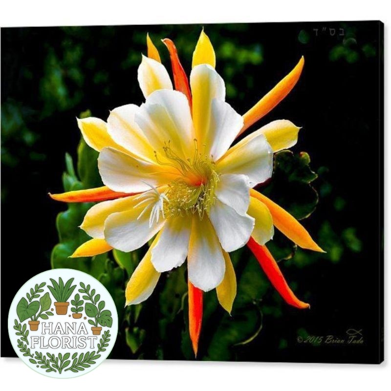 ( BISA BAYAR DI TEMPAT ) (TERMURAH)BISA COD TANAMAN HIAS WIJAYA KUSUMA BUNGA(KUNING-PUTIH)//WIJAYA K