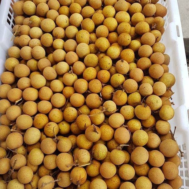 

Kelengkeng Super Thailand 500gr | Manis Segar | Buah Impor Premium