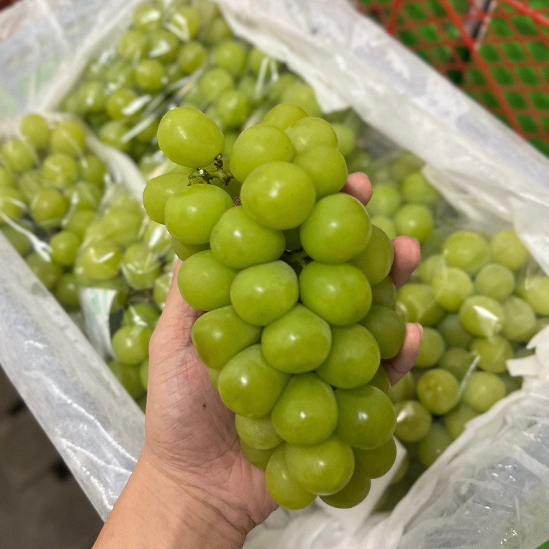 

BUAH ANGGUR HIJAU MUSCAT | SHINE MUSCAT | MUSKAT GRAPE FRUIT
