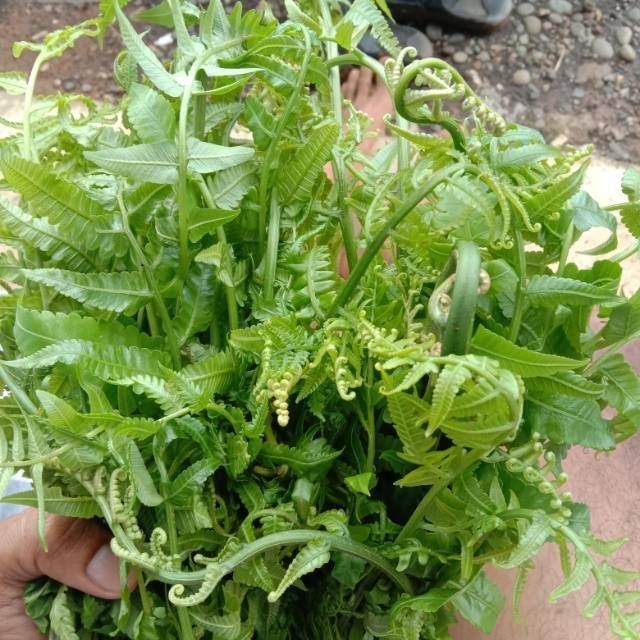 

Bisa cod Pakis segar 250Gram SPL