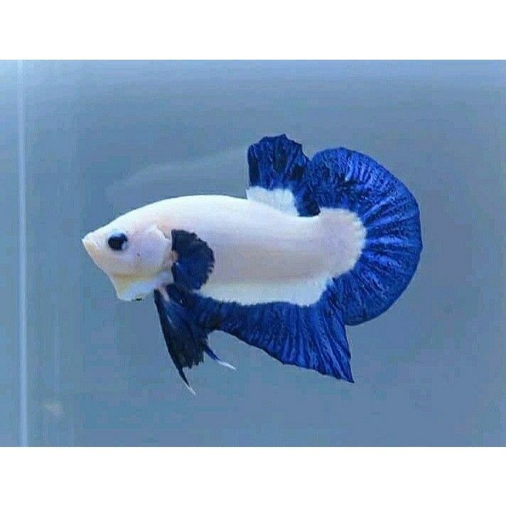 GANCI Pajangan Blue Rim Betta Fish Top Grade Super Joss