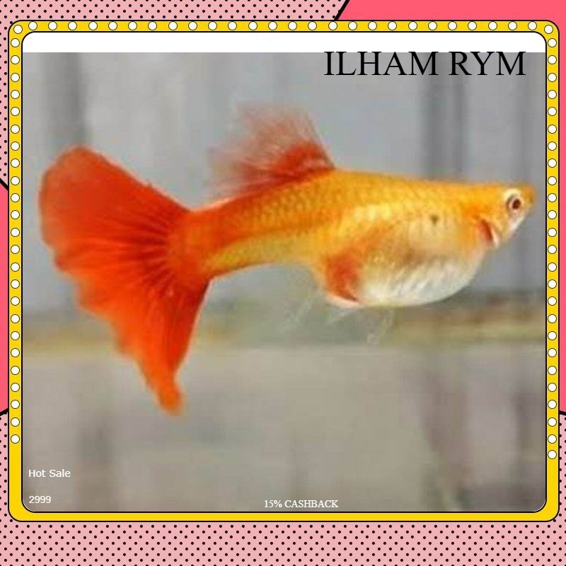 hiasan aquarium betina guppy afr ful telur