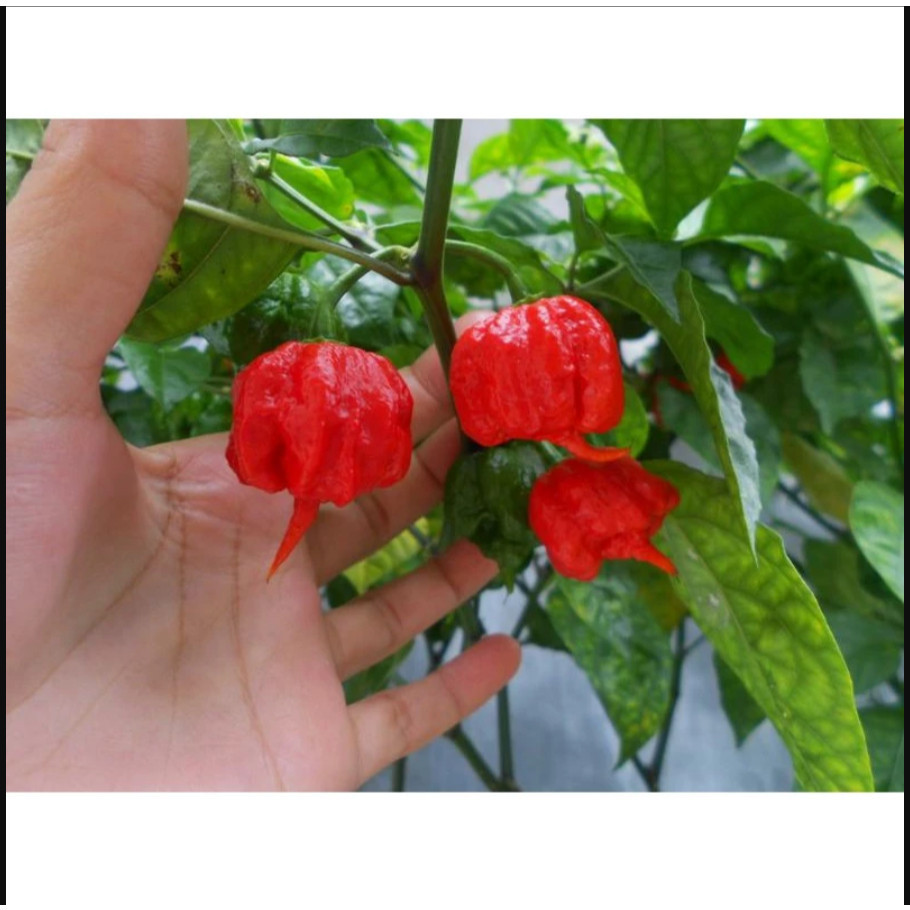 MKS Benih CABE CAROLINA REAPER