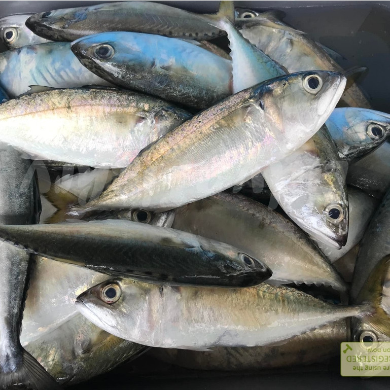 Ikan Kembung 1Kg Ikan Kembung Segar Ikan Kembung Gepeng Seafood Ikan Laut Segar