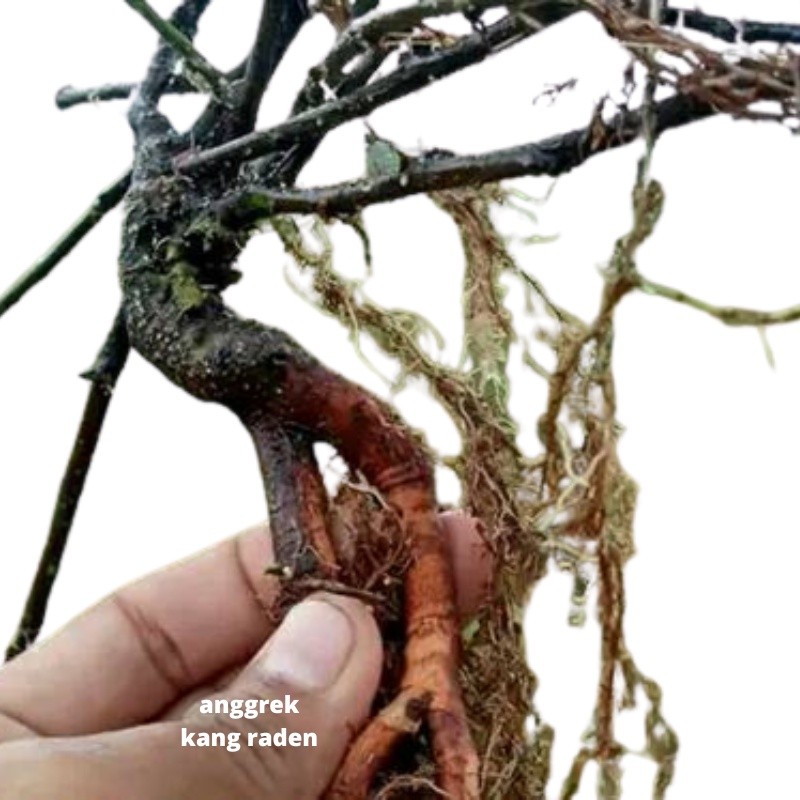 bonsai putri malu hasil dongkelan