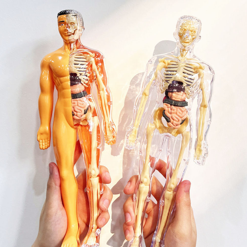 Human Body Torso Model Anatomi 3D Mainan Praktek Dokter Organ Tubuh Manusia Alat Edukasi Kedokteran 