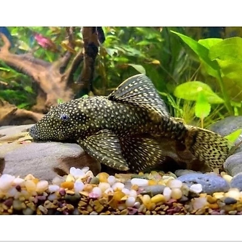 Brushmouth Pleco Aneka Ukuran - Ikan Sapu Pembersih Lumut