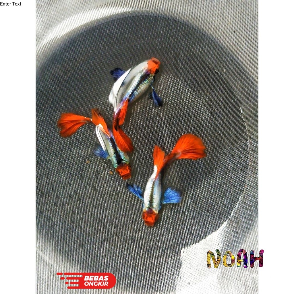 Hiasan Aquarium Guppy PRT Koi Dumbo Ear Induk Muda