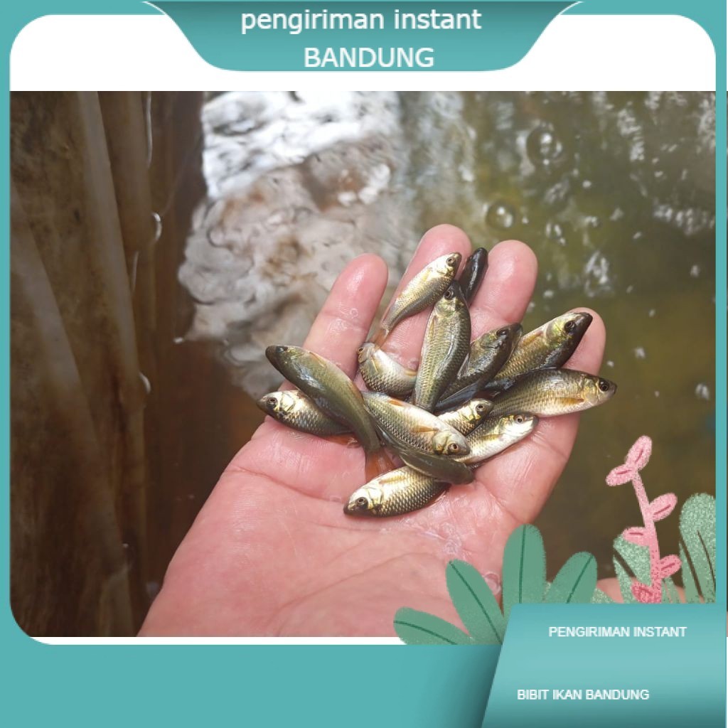 50 ekor/ Ikan Nilem terapi / trapi / per 50 ekor / ikan terapi terdekat