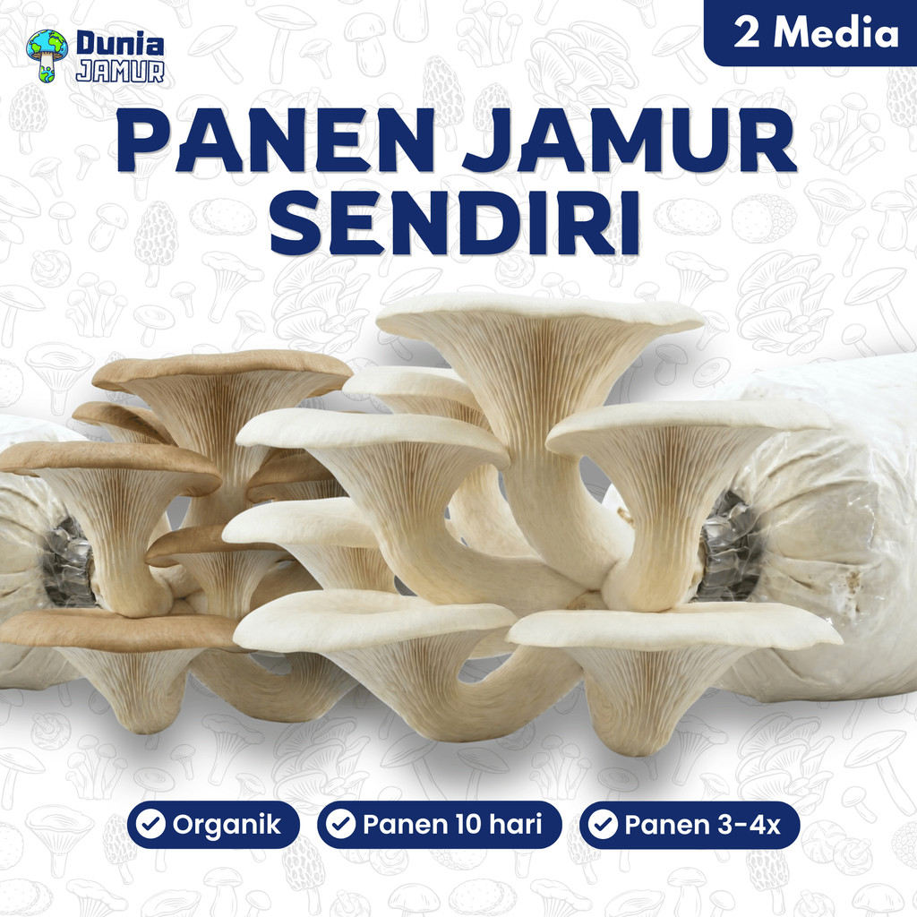Grow Kit Jamur Tiram Organik Isi 2 Media | Baglog Jamur Siap Tumbuh Urban Farming Berkebun Anak Eduk
