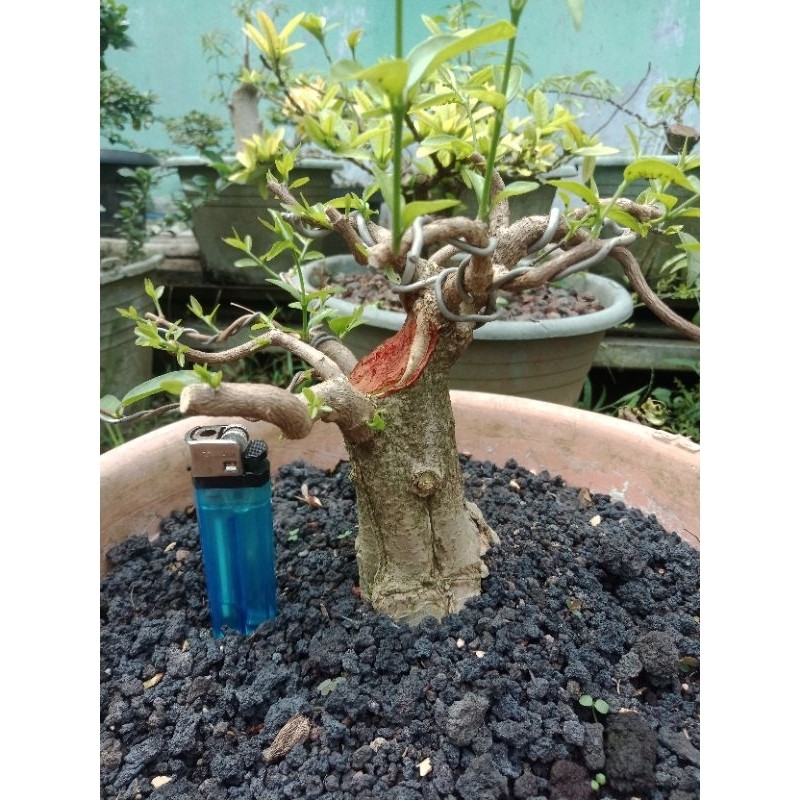 bonsai anting putri prospek     Berkualitas