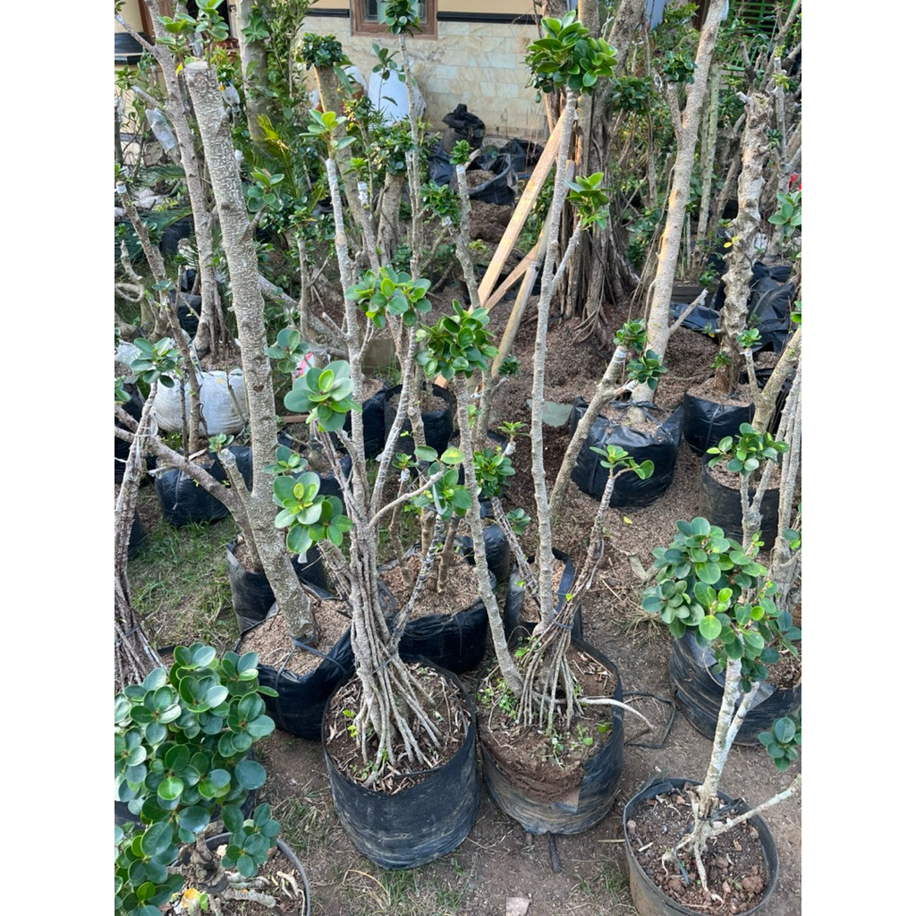 Bonsai Dolar Micro Taman besar     Berkualitas
