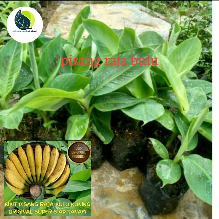 

BIBIT POHON PISANG RAJA BULU