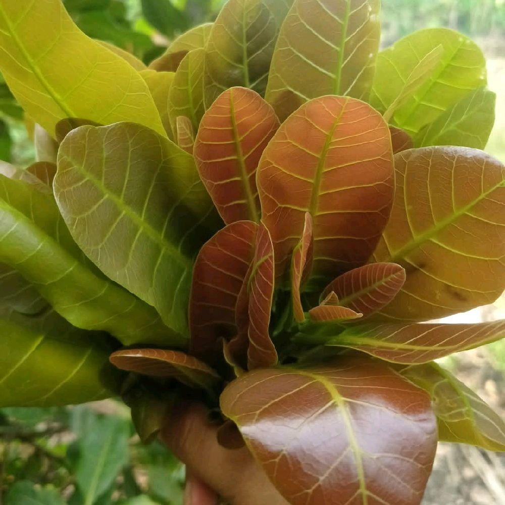 DAUN JAMBU METE MUDA LALAPAN - DAUN JAMBU MONYET SEGAR - DAUN JAMBU MEDE FRESH 250 Gram