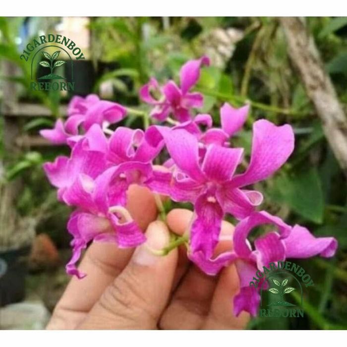 (BISA COD) anggrek dendrobium dewasa tual maluku .