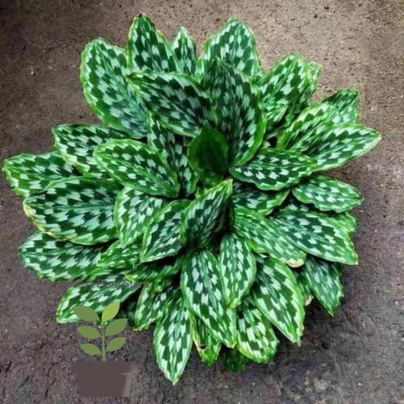 CALATHEA MERAK PEACOCK - Tanaman Hias Calathea Merak - Calathea Bulu Merak