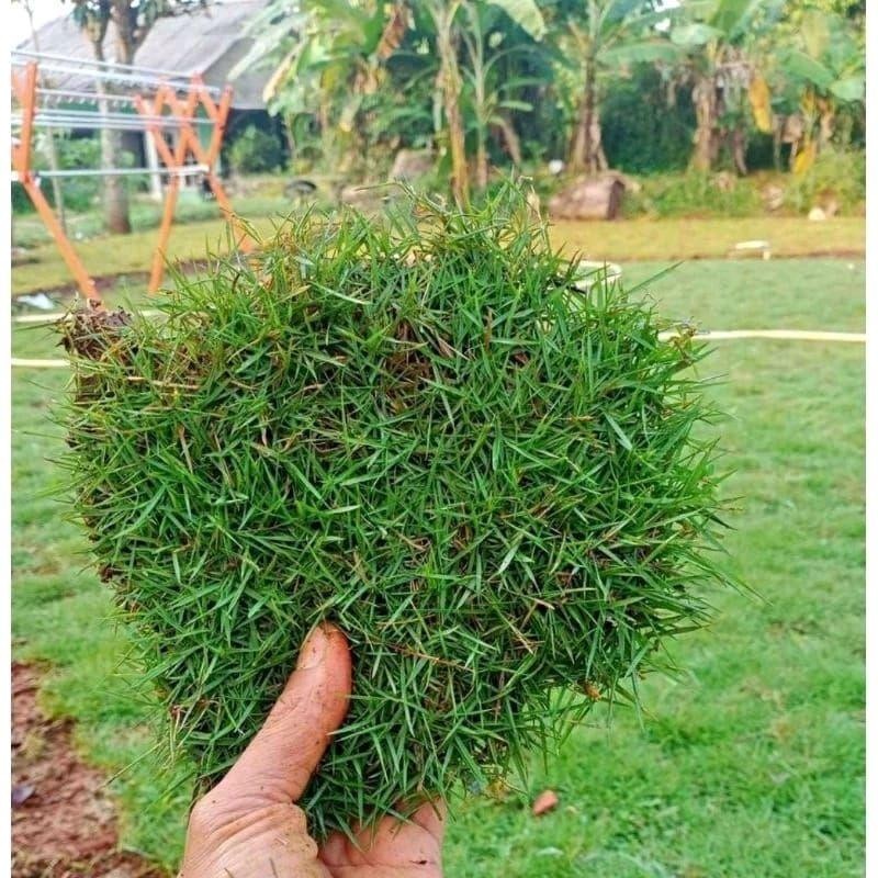 

Murah!! tanaman rumput peking/jepang, paket 100 lempeng berkualitas