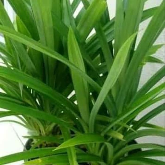 TilasSalam Bibit Stek Tanaman Daun Suji - Pandan Betawi - Pewarna Hijau Alami