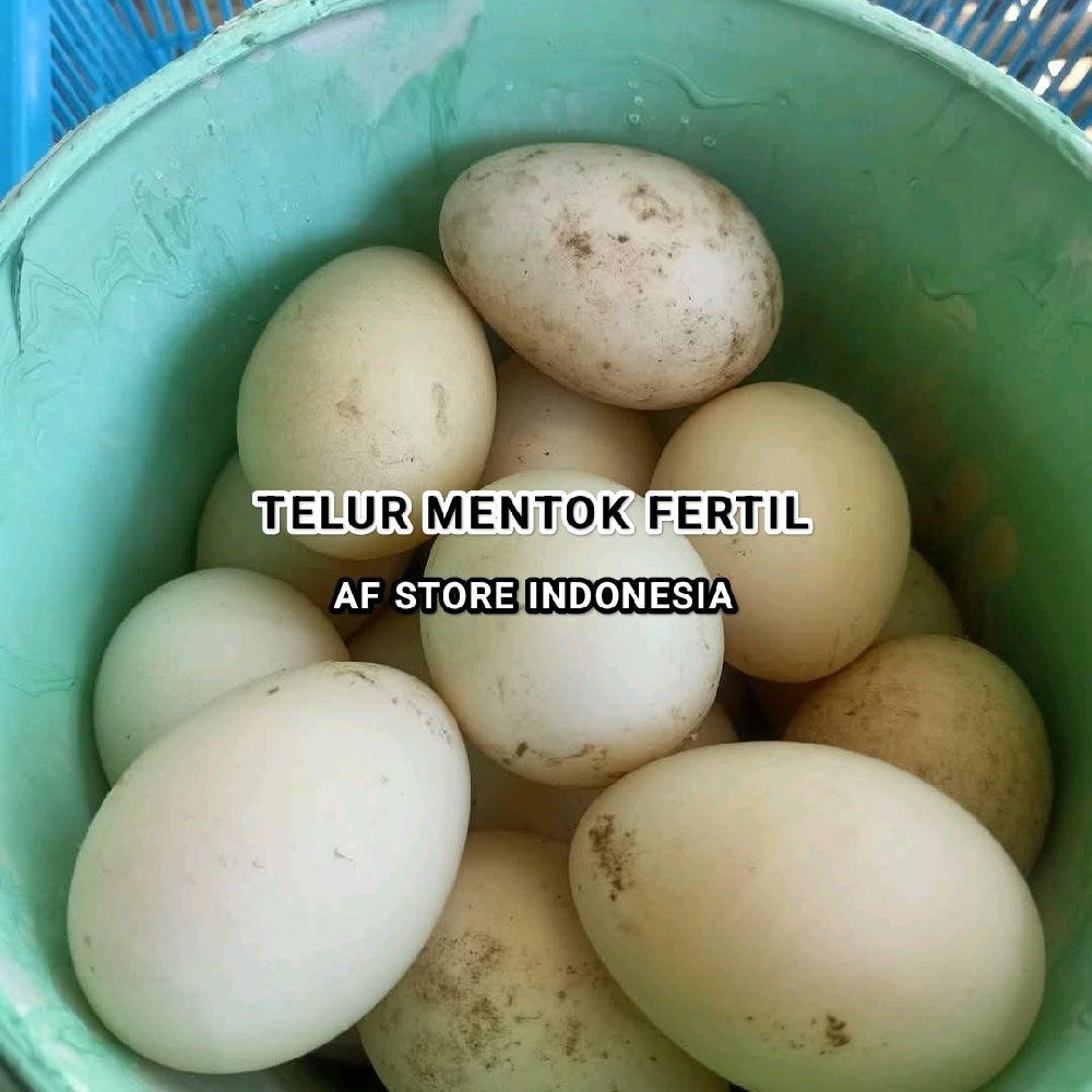 

TELUR ENTOG FERTIL - TELUR MENTOK FRESH BISA DITETASKAN