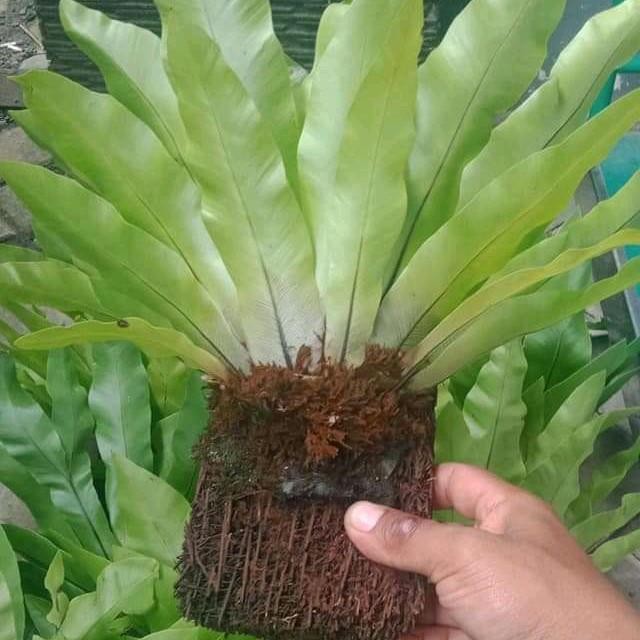 kadaka lokal / kadaka biasa / kadaka tempel