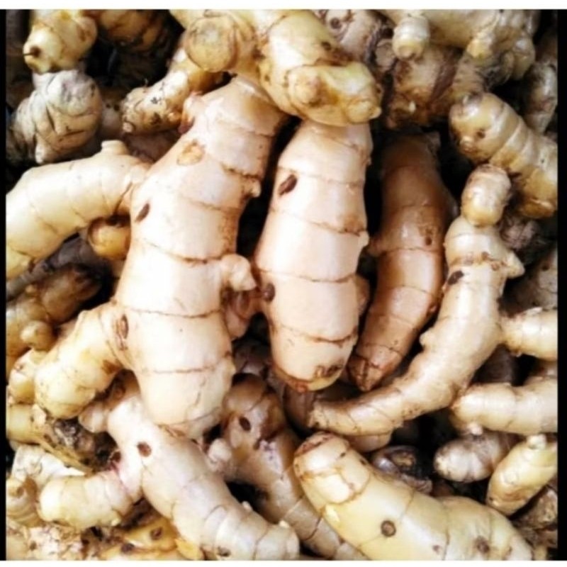 

Temu putih kunyit putih segar 1kg