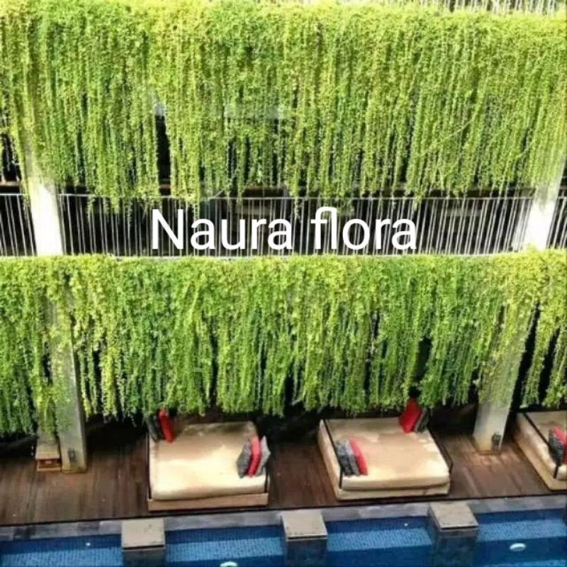 pohon lee kwan yew-Tanaman lee kwan yew