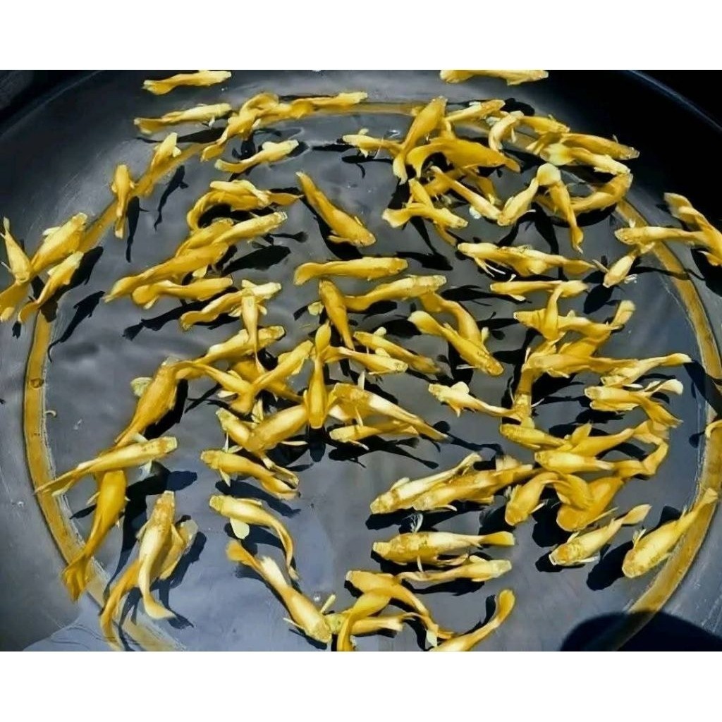 Guppy Full Gold Platinum Line Vietnam Remaja Sepasang ID