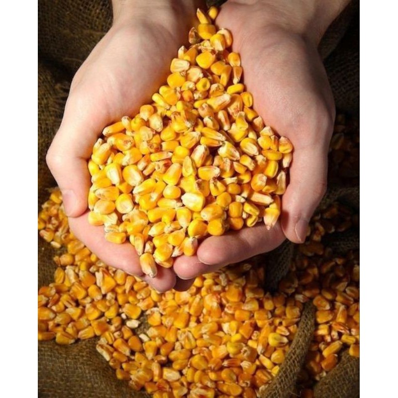 BENIH JAGUNG KRISTAL-JAGUNG UNYIL VARIETAS UNGGUL