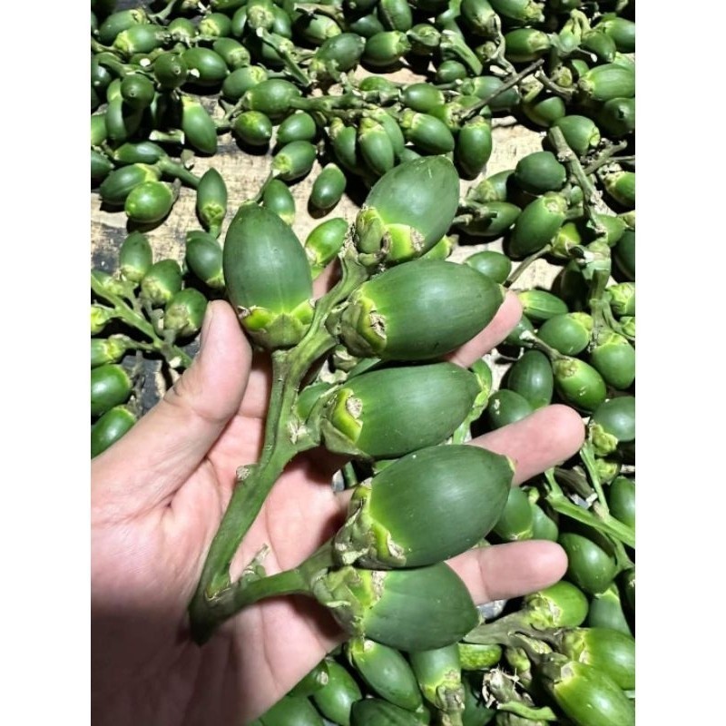 AKARERIH Pinang Muda Untuk Export From Jambi