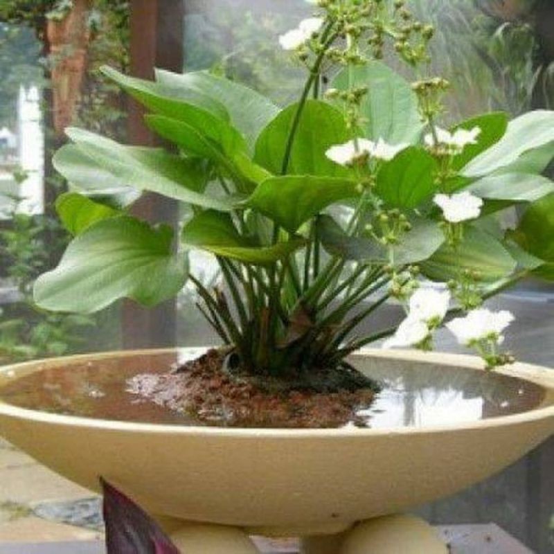 Tanaman Hias Melati Air - Melati Air