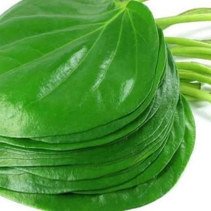Daun Sirih Segar - Daun Sirih Hijau Segar - Daun Sirih Segar - Sirih Hijau Fresh 1kg