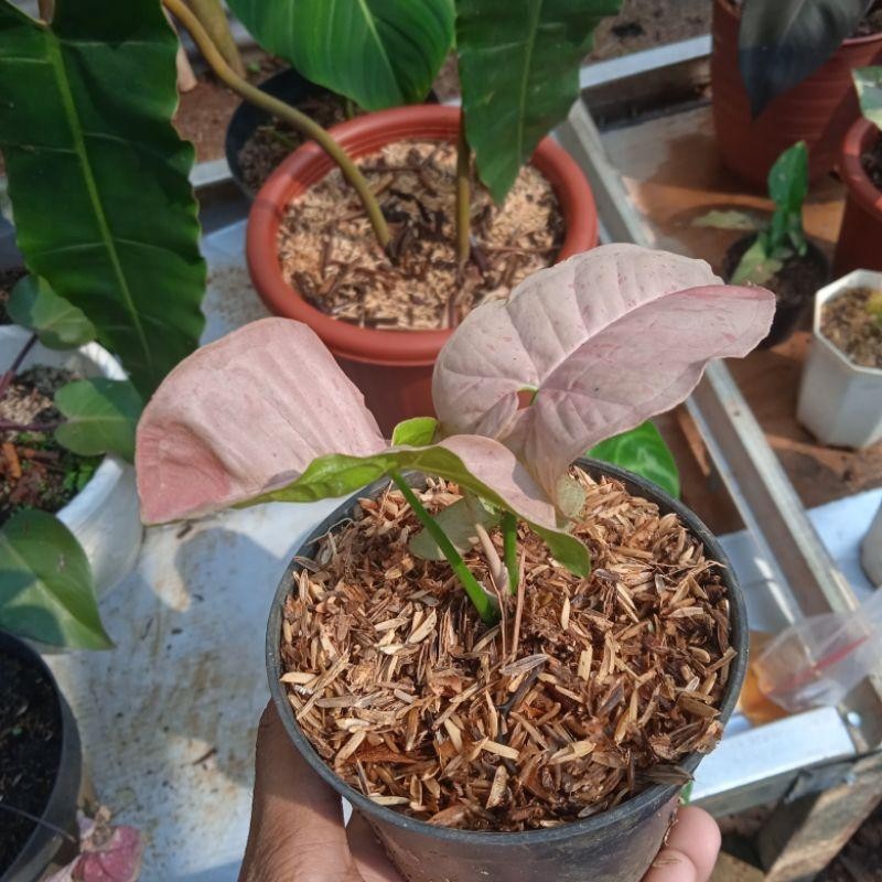 syngonium pink spot // singonium pink spot // tanaman hias syngonium pink spot