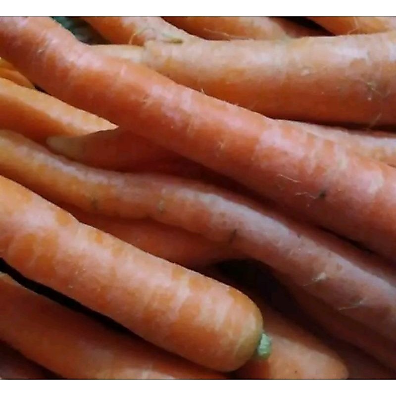 Wortel Lokal | Wortel fresh | sayur wortel