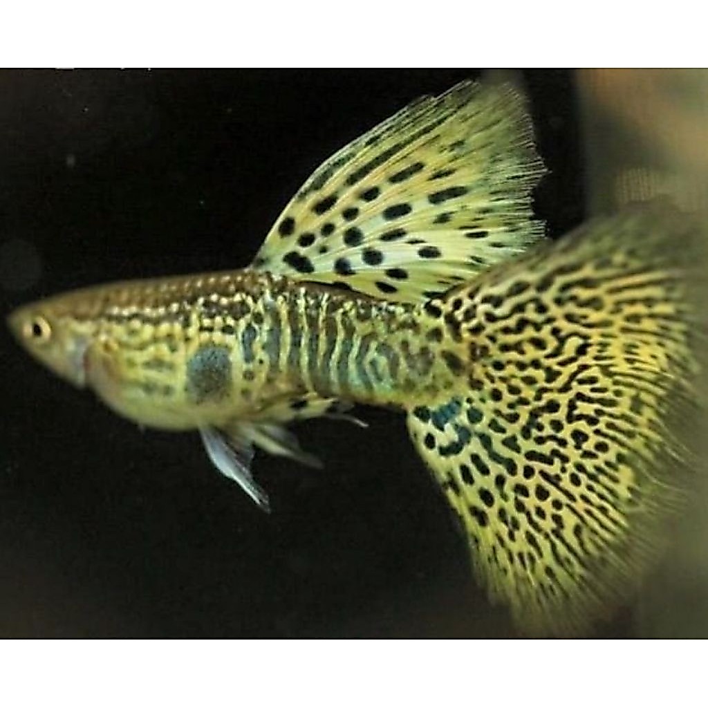 Stiker unik ikan Guppy Yellow Lace sepasang indukan hiasan aquarium