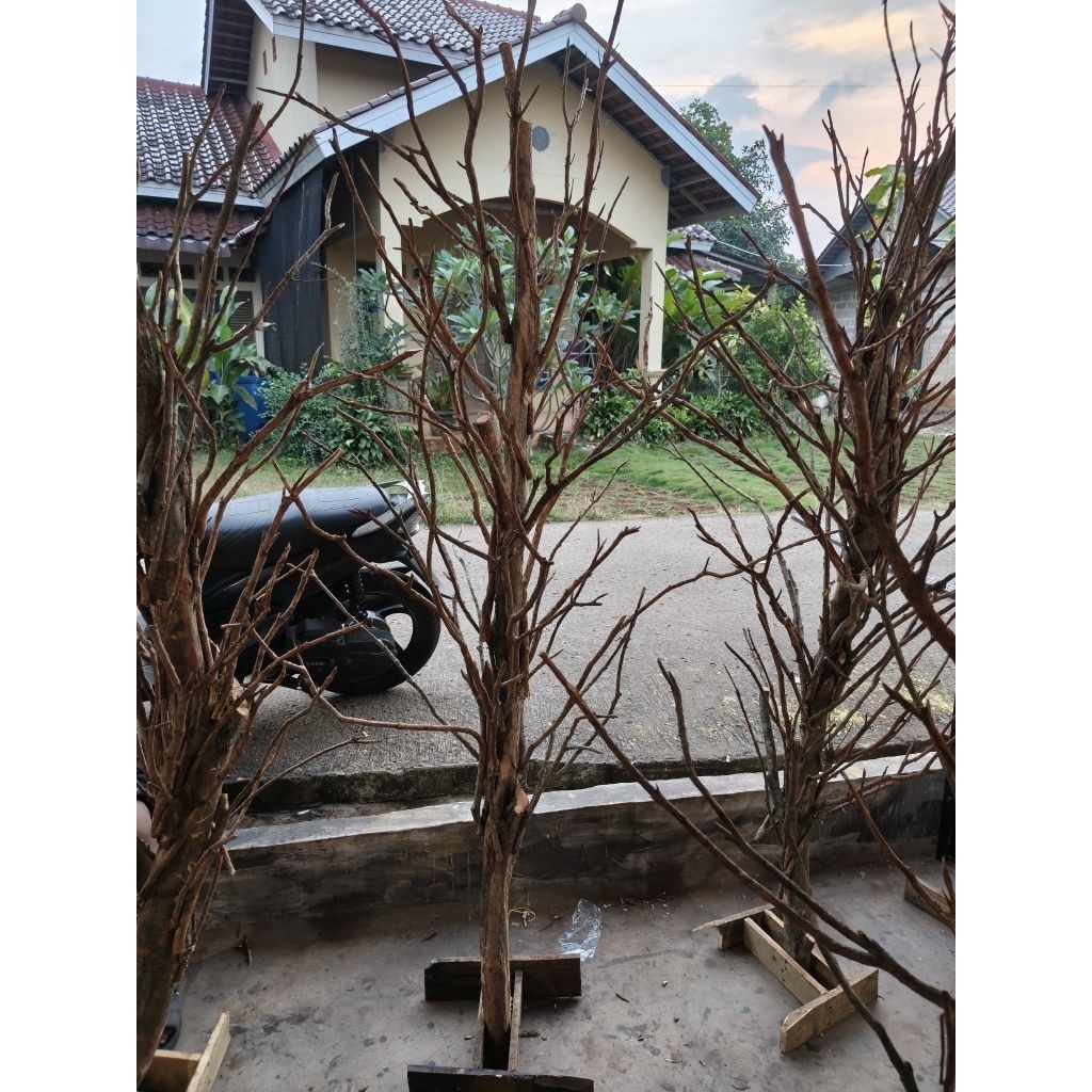 Ranting dekorasi kayu asli